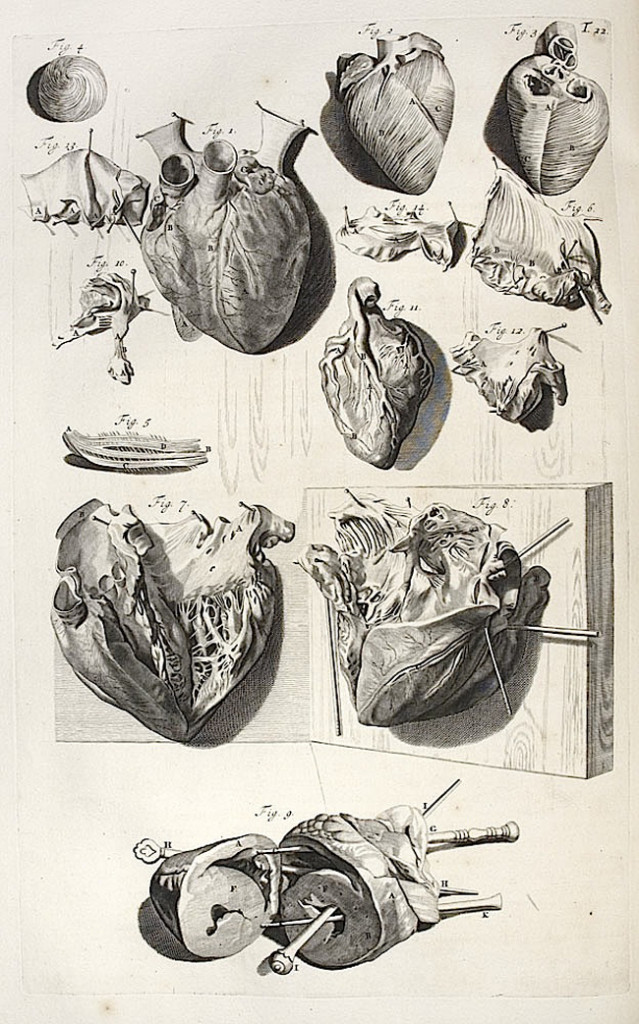 Anatomia Humani Corporis, Centum & Quinque Tabulis - Govard Bidloo, 1685.